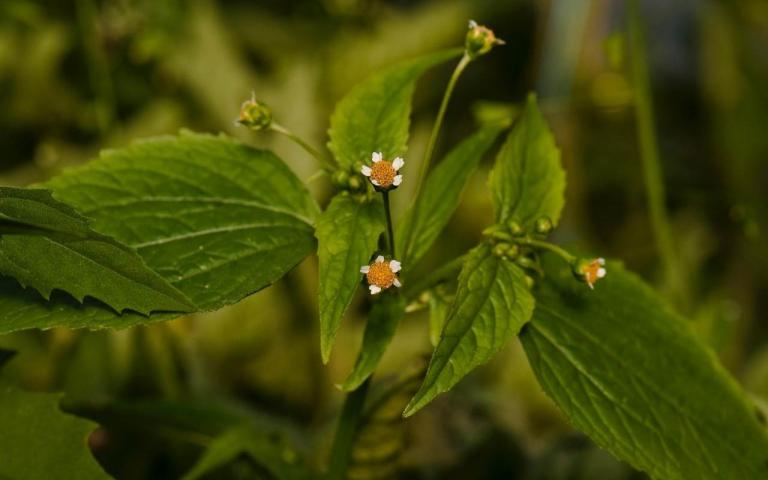 Галинсога мелкоцветковая - Galinsoga parviflora Cav.