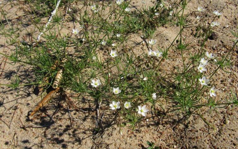Spergula arvensis L. - Торица полевая, обыкновенная