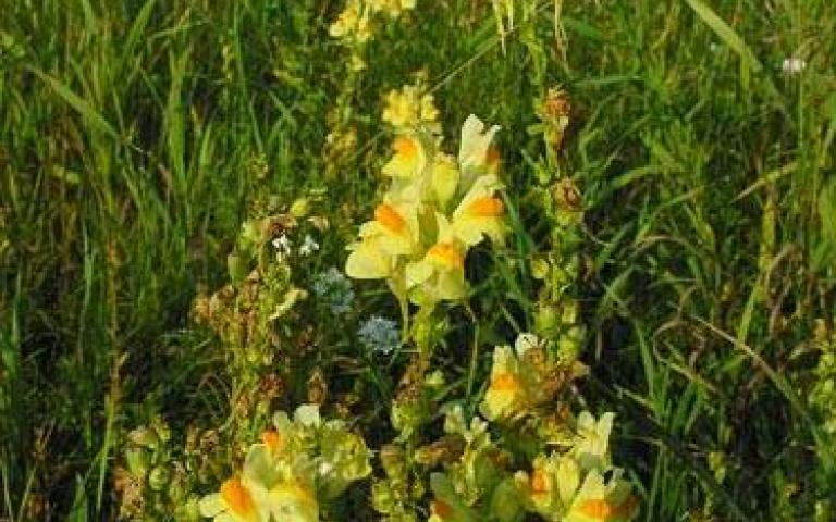 Linaria vulgaris (L.) Mill. - Льнянка обыкновенная.