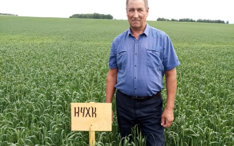 Пшеница яровая