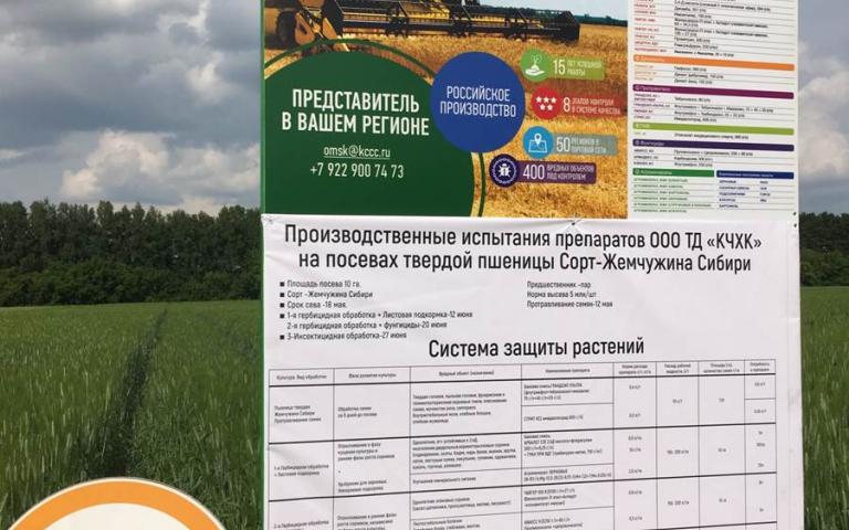 Пшеница яровая