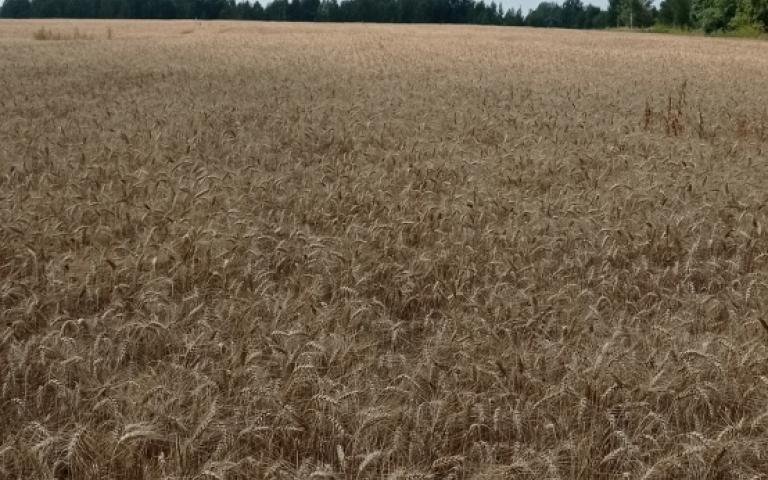 Пшеница озимая