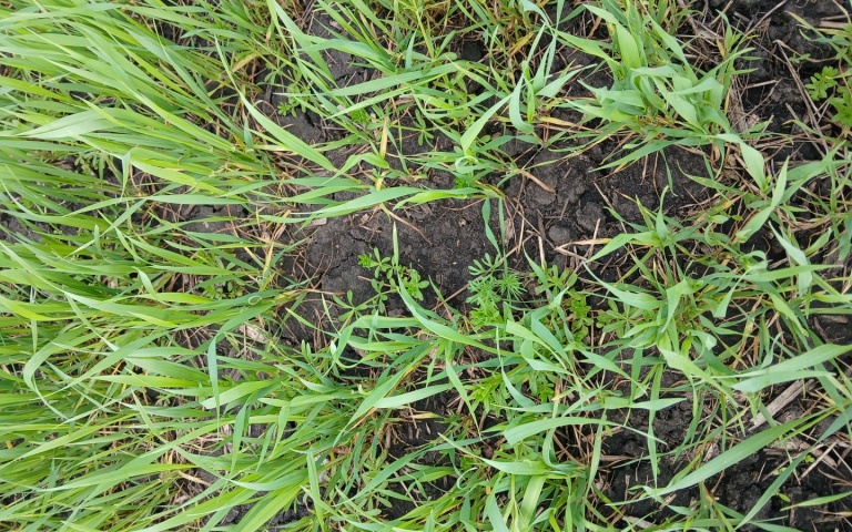 Подмаренник цепкий