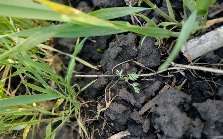 Пшеница озимая