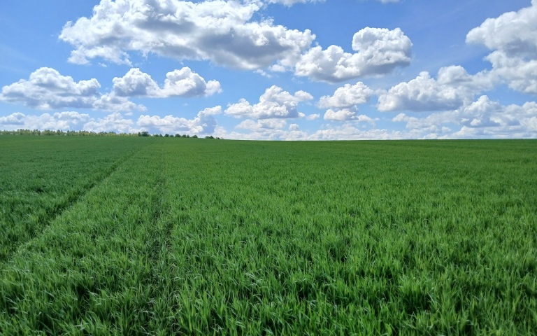 Пшеница озимая