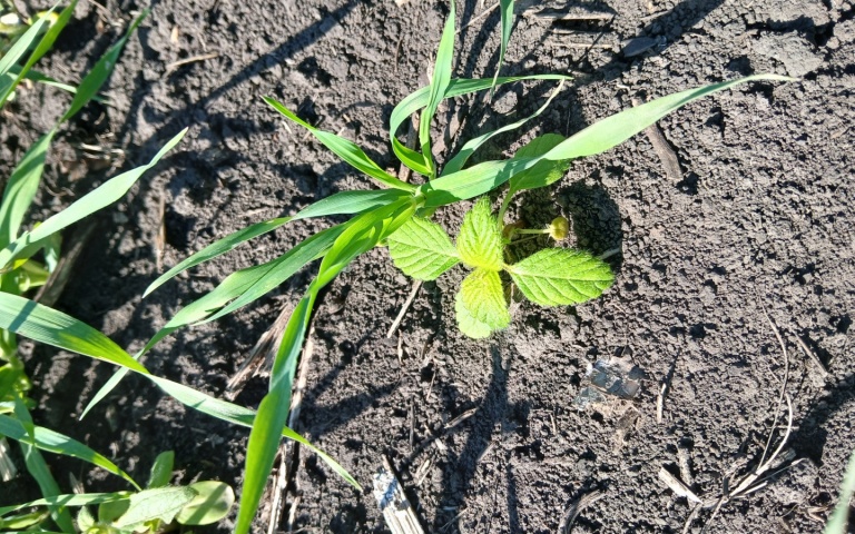 Ячмень яровой