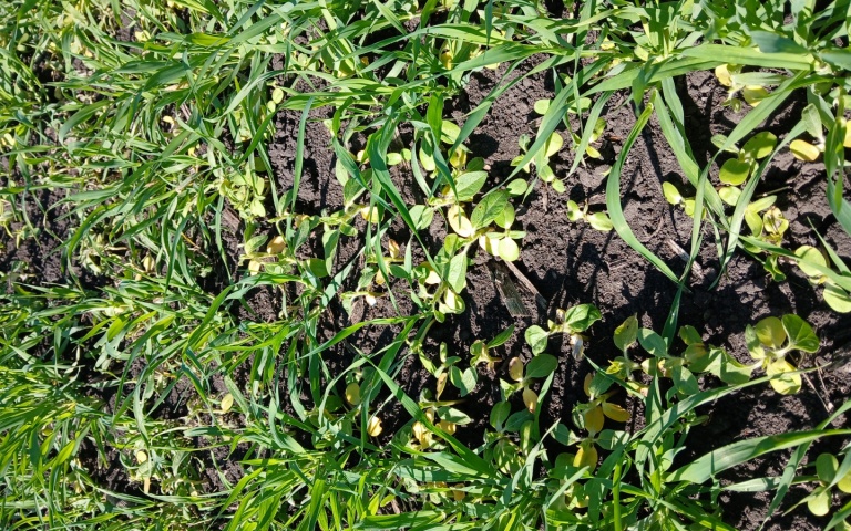 Ячмень яровой