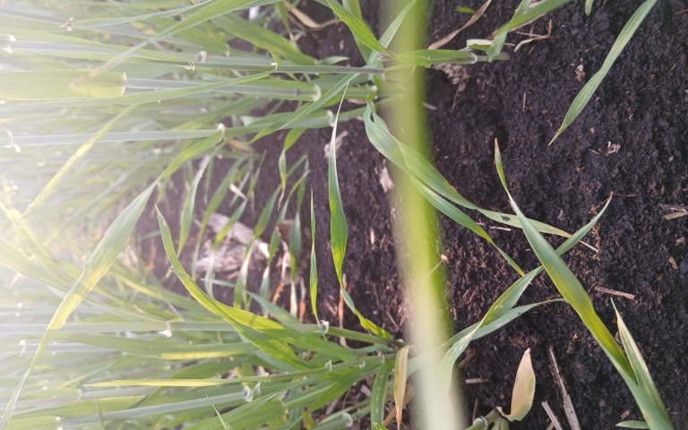 Ячмень яровой