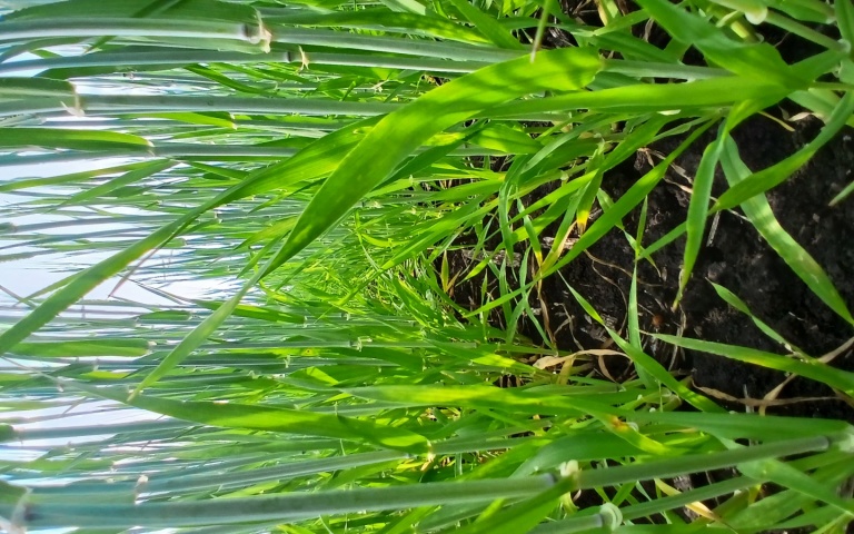 Ячмень яровой