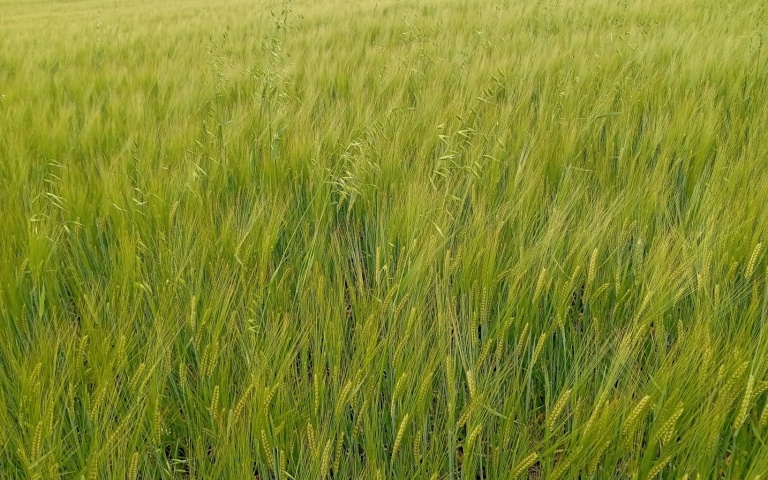 Ячмень яровой