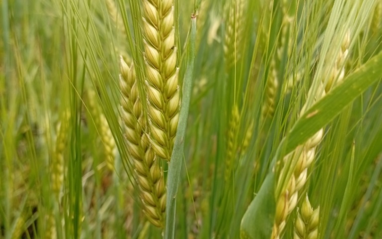 Ячмень яровой