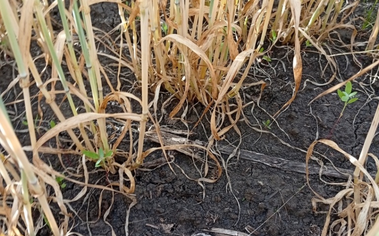 Ячмень яровой