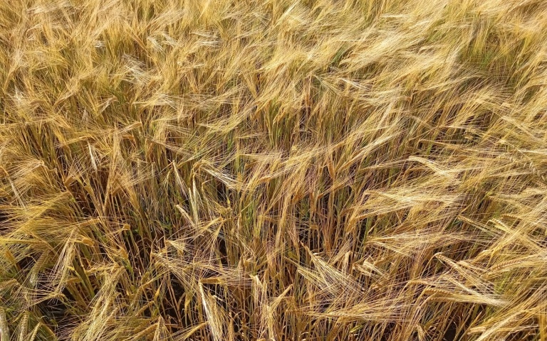 Ячмень яровой