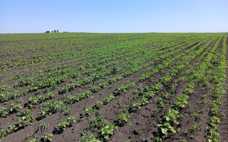 Подсолнечник