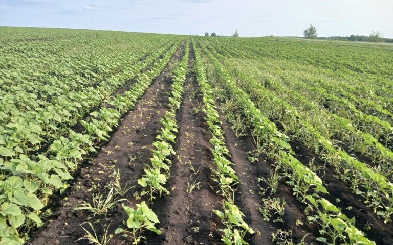 Подсолнечник