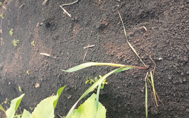 Подсолнечник