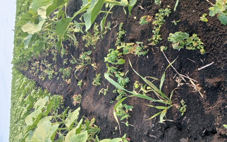 Подсолнечник