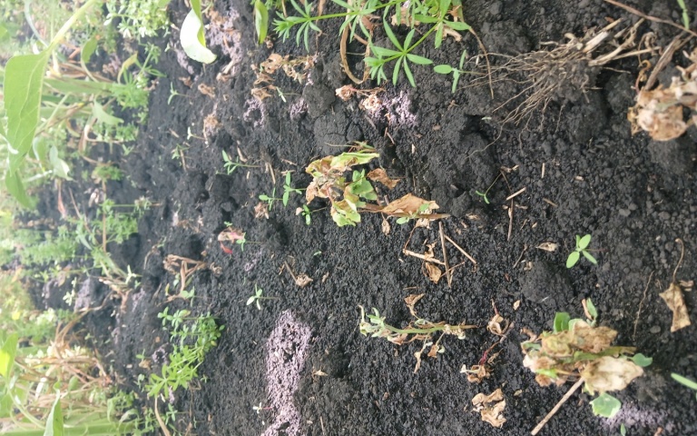 Подсолнечник