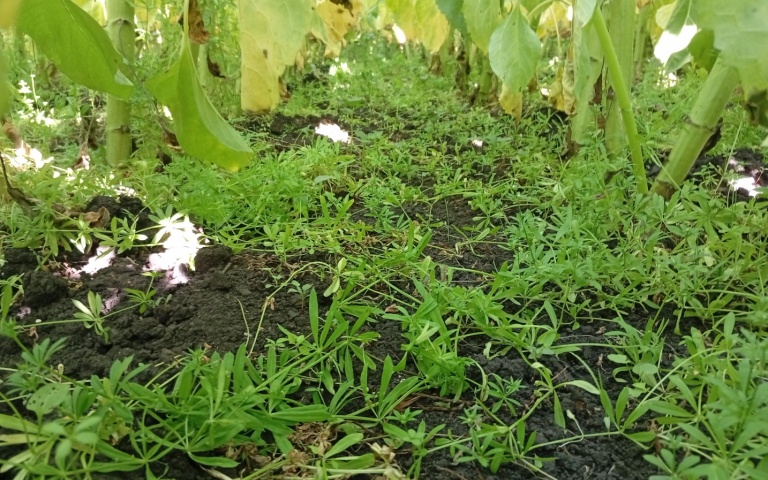 Подсолнечник