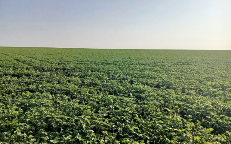 Соя культурная