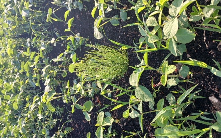 Соя культурная