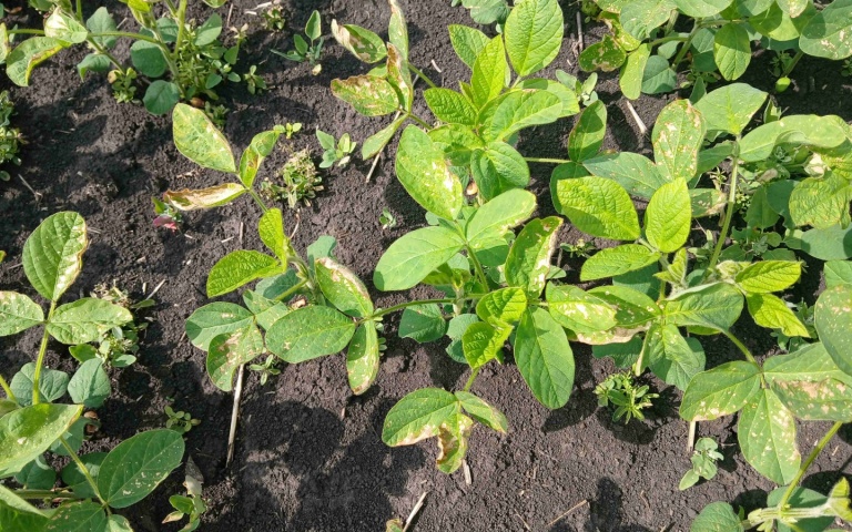 Соя культурная