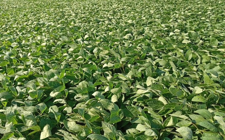 Соя культурная